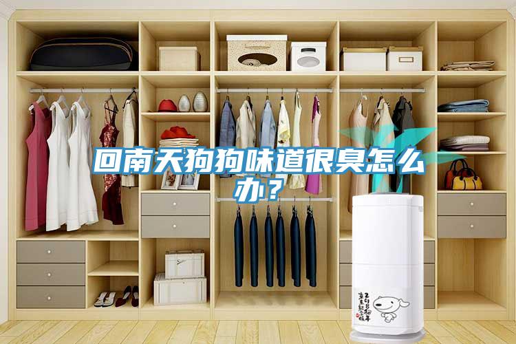 回南天狗狗味道很臭怎么辦?