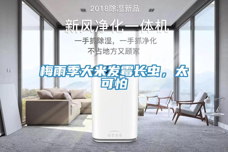 梅雨季大米發霉長蟲,太可怕