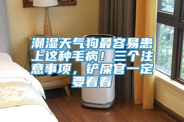 潮濕天氣狗最容易患上這種毛??！三個注意事項，鏟屎官一定要看看