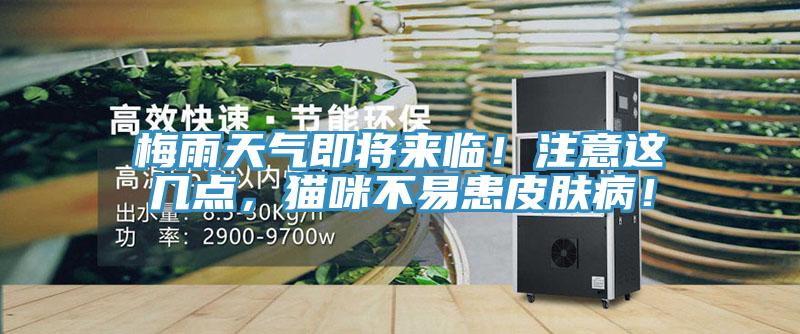 梅雨天氣即將來臨！注意這幾點，貓咪不易患皮膚病！