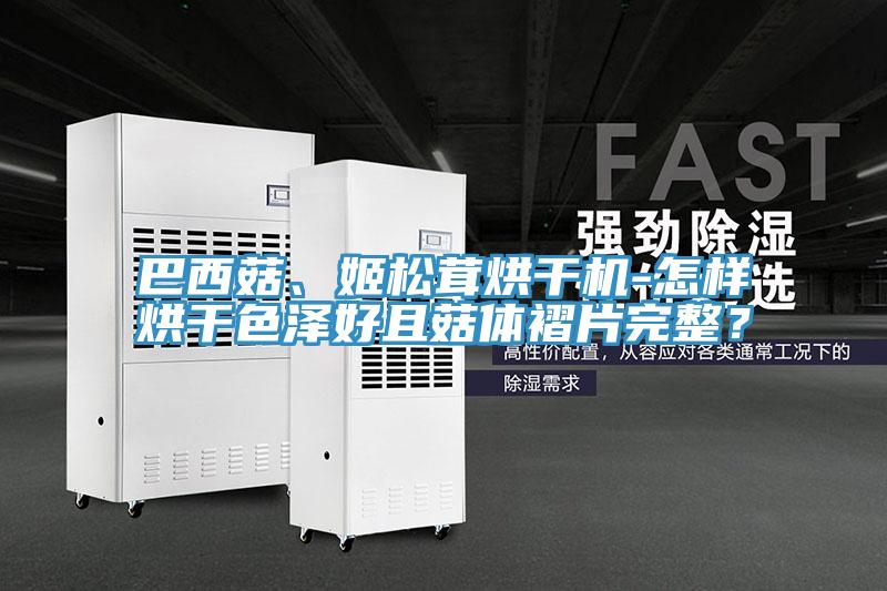 巴西菇、姬松茸烘干機-怎樣烘干色澤好且菇體褶片完整？