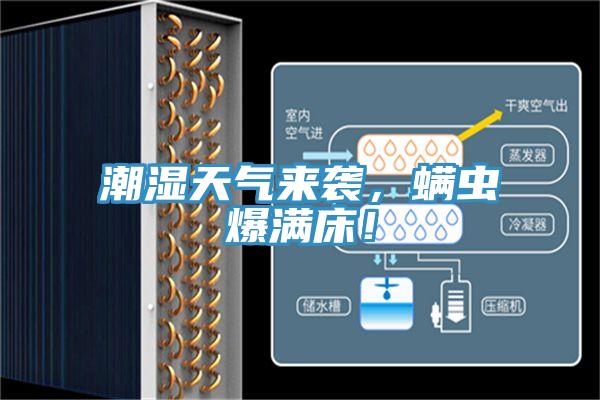 潮濕天氣來襲，螨蟲爆滿床！