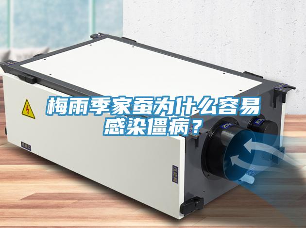 梅雨季家蠶為什么容易感染僵病?