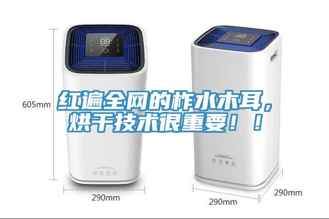 紅遍全網(wǎng)的柞水木耳，烘干技術很重要！！