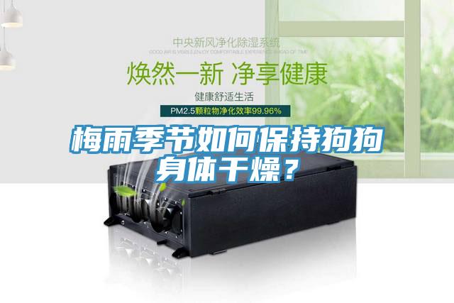 梅雨季節如何保持狗狗身體干燥？