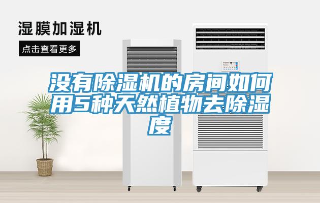 沒有除濕機(jī)的房間如何用5種天然植物去除濕度