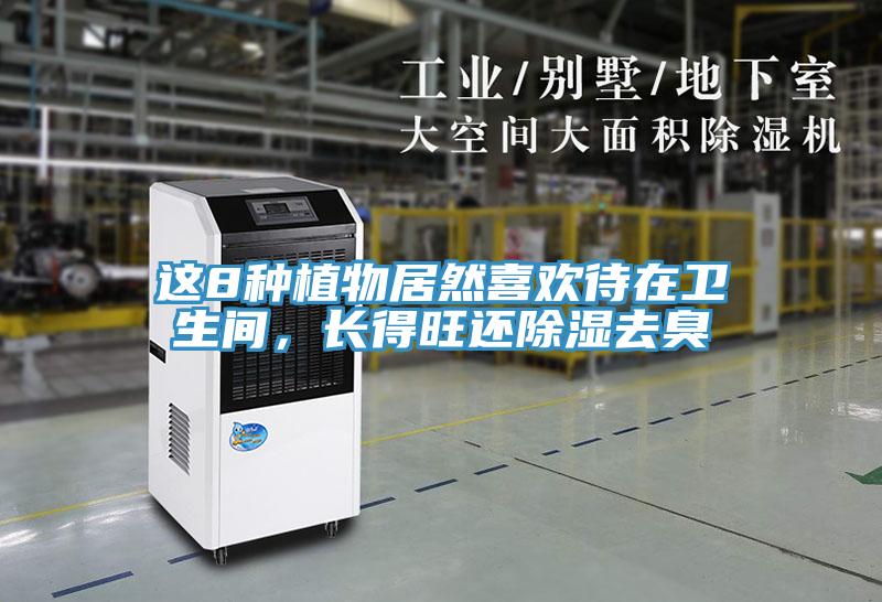 這8種植物居然喜歡待在衛生間，長得旺還除濕去臭