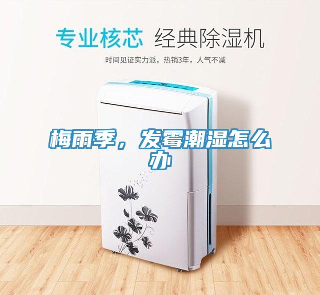 梅雨季，發霉潮濕怎么辦