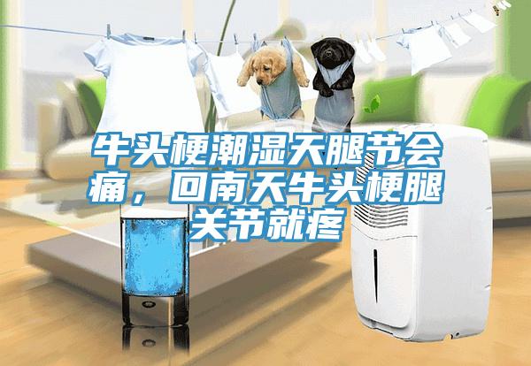 牛頭梗潮濕天腿節會痛，回南天牛頭梗腿關節就疼