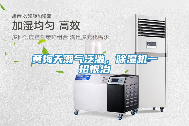 黃梅天潮氣泛濫，除濕機一招根治