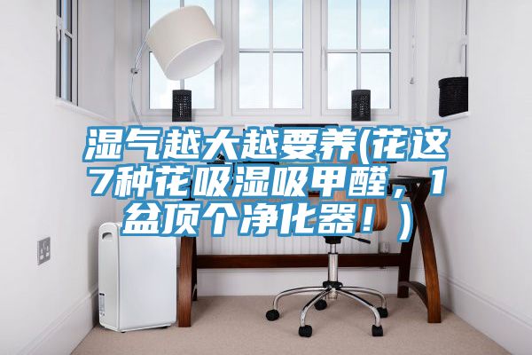 濕氣越大越要養(花這7種花吸濕吸甲醛,1盆頂個凈化器!)